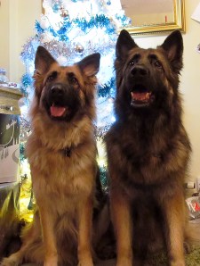 Bailey & Michka - Christmas 2012