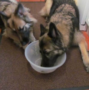 the hoolies love the bowl