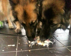 The Hairy Hoolies Cheesecake Feast