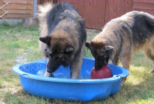 The Hairy Hoolies enjoying water fun in the garden